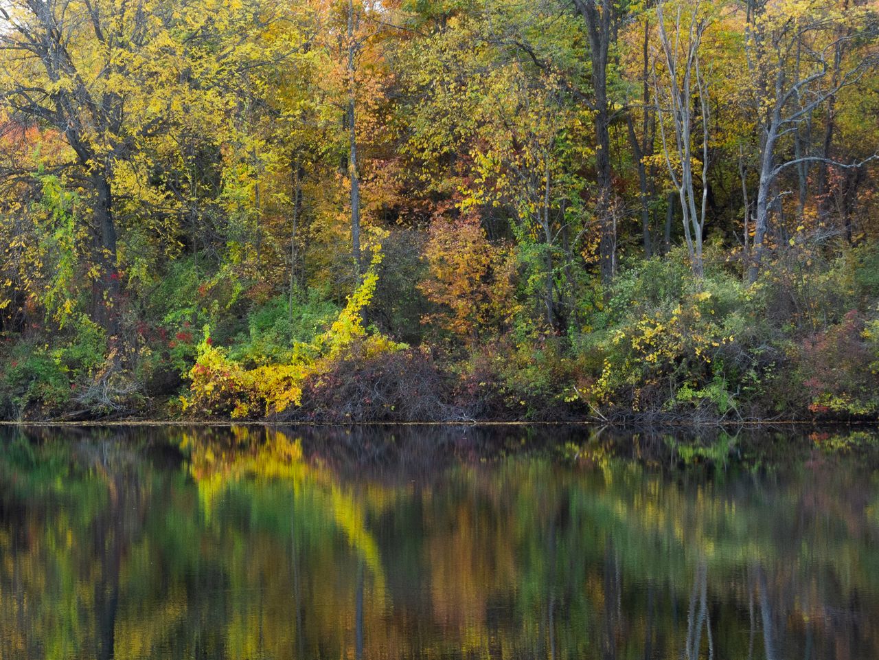 Beautiful reflection of autumn trees on a tranquil lake in a forest setting.